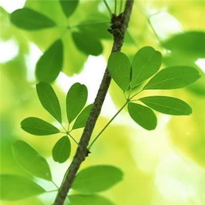 宠物高校3舞会女王游戏下载