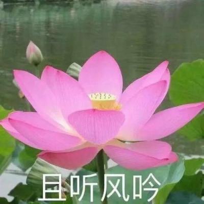 军师请布阵bt版下载